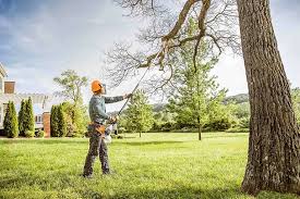 How Our Tree Care Process Works  in  Yreka, CA