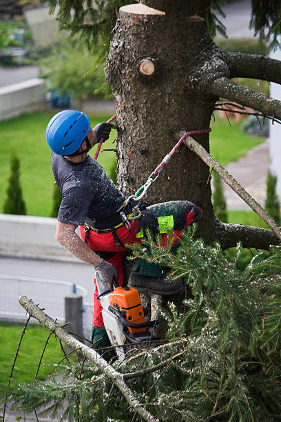 Best Lawn Dethatching Services  in Yreka, CA